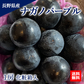 【11月下旬以降のお届け予定】[一富士][長野県産]ナガノパープル 約600〜700g 1房 化粧箱入