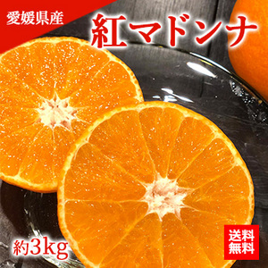 【11月下旬以降のお届け予定】[一富士][愛媛県産]紅マドンナ 約3kg (8〜15玉)