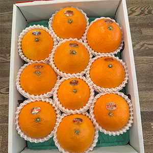 【11月下旬以降のお届け予定】[一富士][愛媛県産]紅マドンナ 約3kg (8〜15玉)