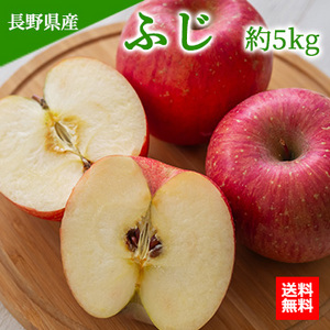 【11月下旬以降のお届け予定】[一富士][長野県産]ふじ 約5kg(14玉〜18玉) 