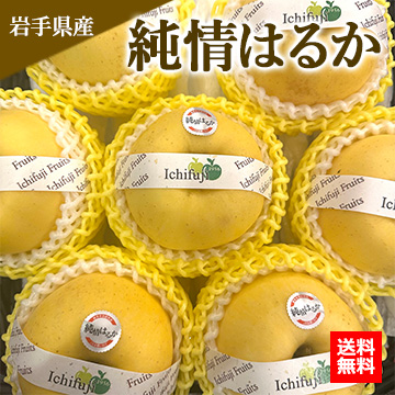 【11月中旬以降のお届け予定】[一富士][岩手県産]純情はるか(りんご) 約5kg(14玉〜18玉) 