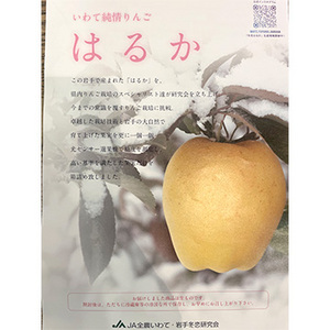 【11月中旬以降のお届け予定】[一富士][岩手県産]純情はるか(りんご) 約5kg(14玉〜18玉) 