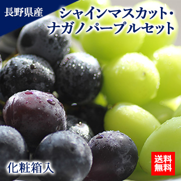 【11月中旬以降のお届け予定】[一富士][長野県産]シャインマスカット・ナガノパープル セット 化粧箱入