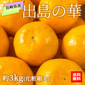 【12月上旬以降のお届け予定】[一富士][長崎県産]出島の華(柑橘) 約3kg(2S〜Mサイズ)