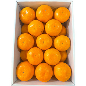 【12月上旬以降のお届け予定】[一富士][長崎県産]出島の華(柑橘) 約3kg(2S〜Mサイズ)