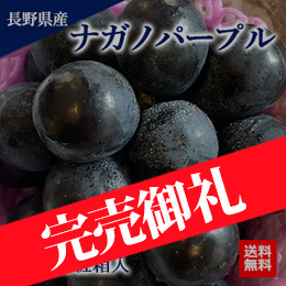 【11月下旬以降のお届け予定】[一富士][長野県産]ナガノパープル 約600〜700g 1房 化粧箱入