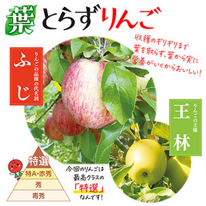 【2月上旬からお届け予定】[青森県産] 葉とらずりんご「ふじ・王林」食べ比べセット（特選）