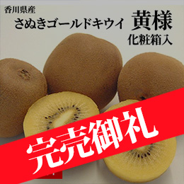 [香川県産]さぬきゴールドキウイ 黄様(おうさま) 約1.5kg 化粧箱入