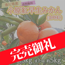 [香川県産]小原紅早生みかん(金時紅)