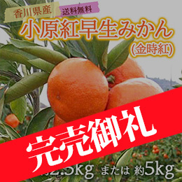 [香川県産]小原紅早生みかん(金時紅)