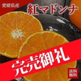 【11月下旬以降のお届け予定】[一富士][愛媛県産]紅マドンナ 約3kg (8〜15玉)