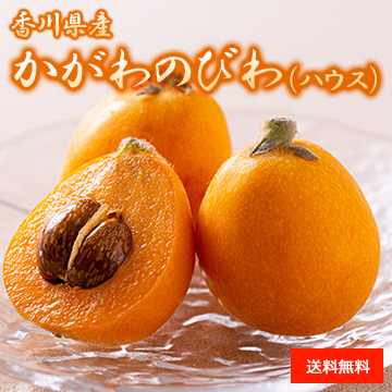 【4月下旬以降のお届け予定】[香川県産] かがわのびわ(ハウス) 化粧箱入