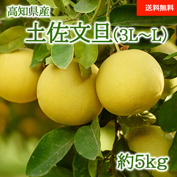 【2月上旬以降のお届け予定】[高知県産] 土佐文旦 約5kg 3L〜L