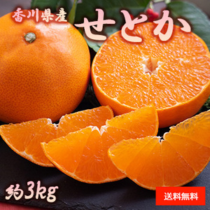 【2月上旬以降のお届け予定】[香川県産] せとか 約3kg 化粧箱入