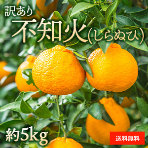 【2月上旬以降のお届け予定】訳あり しらぬひ(自家用) 約5kg