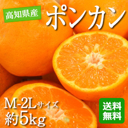 【1月中旬以降のお届け予定】[高知県産] ポンカン 約5kg