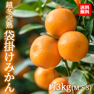 【1月中旬以降のお届け予定】[香川県産] 越冬完熟袋掛けみかん 約3kg
