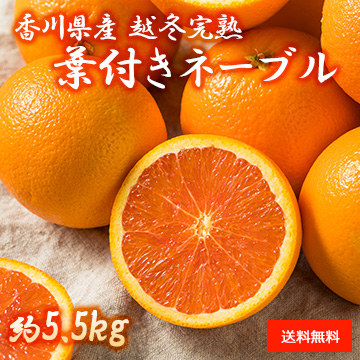 【1月中旬以降のお届け予定】[香川県産] 越冬完熟葉付きネーブル 約5.5kg 化粧箱入