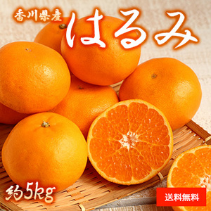 【2月上旬以降のお届け予定】[香川県産] はるみ 約5kg