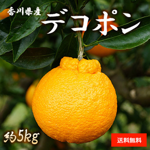 【2月上旬以降のお届け予定】[香川県産] デコポン 約5kg