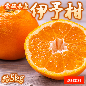 【1月中旬以降のお届け予定】[愛媛県産] 伊予柑 約5kg