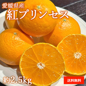 [一富士][愛媛県産] 紅プリンセス