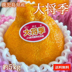 [一富士][鹿児島県産] 大将季 約5kg