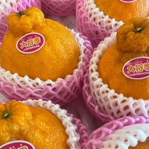 [一富士][鹿児島県産] 大将季 約5kg