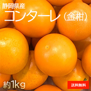 [一富士][静岡県産] コンターレ(金柑)
