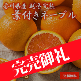 【1月中旬以降のお届け予定】[香川県産] 越冬完熟葉付きネーブル 約5.5kg 化粧箱入