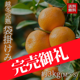 【1月中旬以降のお届け予定】[香川県産] 越冬完熟袋掛けみかん 約3kg