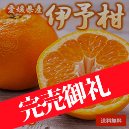 【1月中旬以降のお届け予定】[愛媛県産] 伊予柑 約5kg