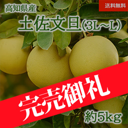 【2月上旬以降のお届け予定】[高知県産] 土佐文旦 約5kg 3L〜L
