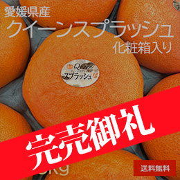 [一富士][愛媛県産] クイーンスプラッシュ