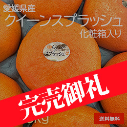 [一富士][愛媛県産] クイーンスプラッシュ
