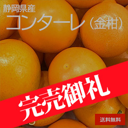 [一富士][静岡県産] コンターレ(金柑)
