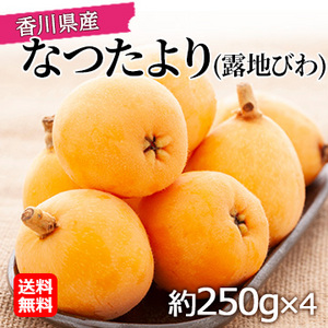 【5月中旬以降のお届け予定】[香川県産] なつたより(露地びわ)