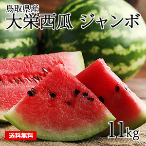 【6月中旬以降のお届け予定】[鳥取県産]大栄西瓜 ジャンボ 約11kg