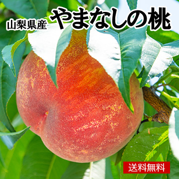 【6月中旬以降のお届け予定】［一富士］[山梨県産]やまなしの桃 