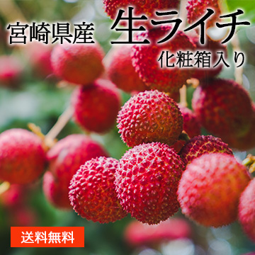 【6月中旬以降のお届け予定】［一富士］[宮崎県産] 生ライチ