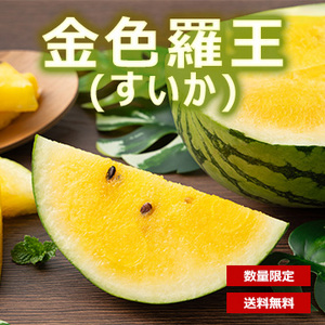 【6月中旬以降のお届け予定】［一富士］金色羅王（すいか）