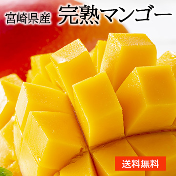 ［一富士］[宮崎県産] 完熟マンゴー 約500g〜600g 化粧箱入