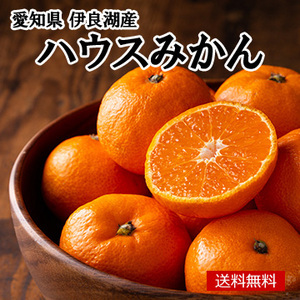 【6月中旬以降のお届け予定】［一富士］[愛知県伊良湖産]ハウスみかん