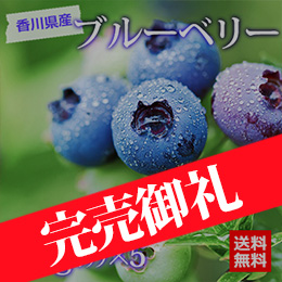 【6月下旬以降のお届け予定】[香川・愛媛・高知県産]ブルーベリー