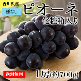 【7月中旬以降のお届け予定】[香川県産] ピオーネ 1房(約700g) 化粧箱入