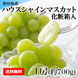 【7月下旬以降のお届け予定】[香川県産] ハウスシャインマスカット 1房 化粧箱入