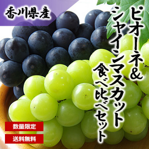 【7月下旬以降のお届け予定】[香川県産] ピオーネ&シャインマスカット食べ比べセット