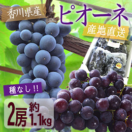 【7月中旬以降のお届け予定】[香川県産] ピオーネ 2房(約1kg)