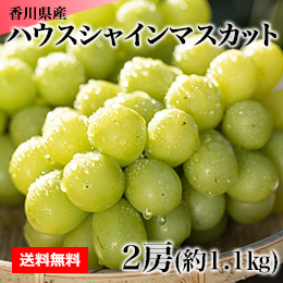 【7月下旬以降のお届け予定】[香川県産] ハウスシャインマスカット 2房(約1.1kg)