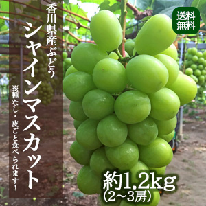 【9月中旬以降のお届け予定】[香川県産] シャインマスカット